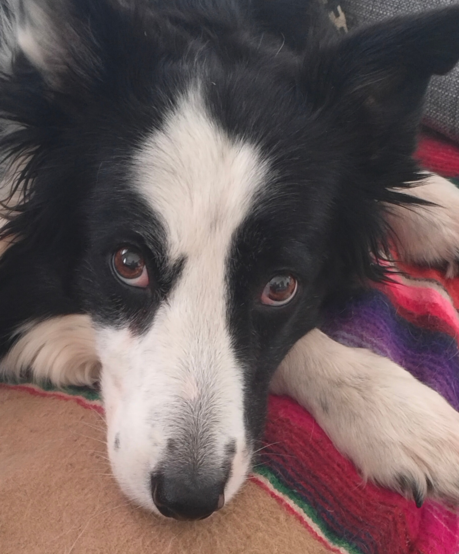 Border collie blanco y negro descansando con mirada tierna